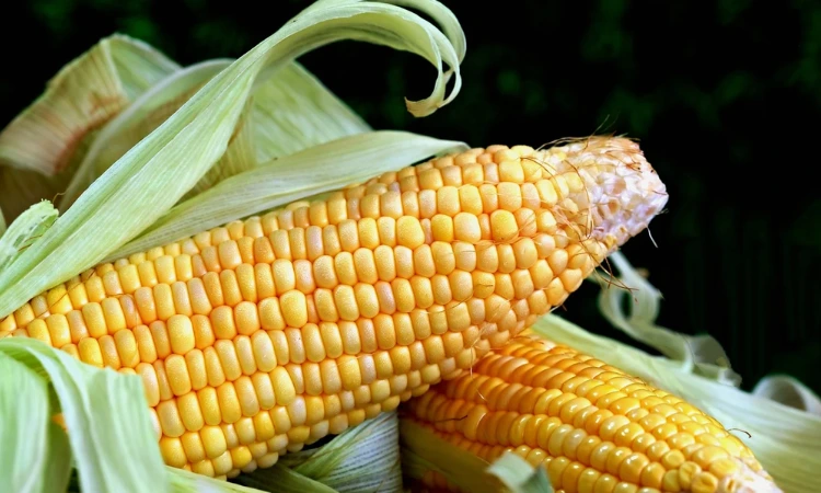 Sweet corn & cheese recipes
