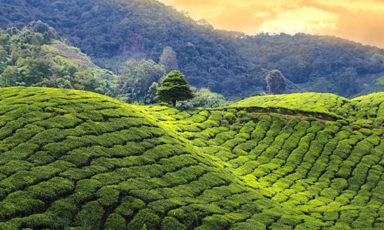 Assam, India
