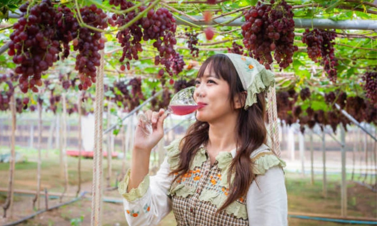 Successful Wine Tour in France